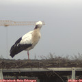 12_45-mast.jpg