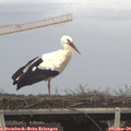 13_00-mast.jpg
