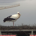 13_05-mast.jpg