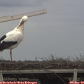 13_10-mast.jpg