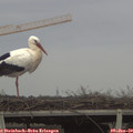 13_15-mast.jpg