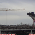 13_25-mast.jpg