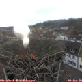 13_25-nest.jpg