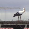13_30-mast.jpg