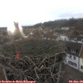 13_40-nest.jpg