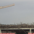 13_55-mast.jpg
