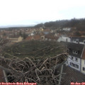 14_05-nest.jpg