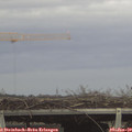 14_50-mast.jpg