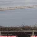14_55-mast.jpg