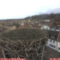 14_55-nest.jpg