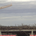 15_10-mast.jpg