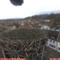 15_15-nest.jpg