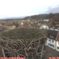 15_20-nest.jpg