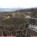 15_25-nest.jpg