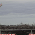 15_30-mast.jpg
