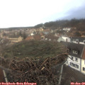 16_00-nest.jpg