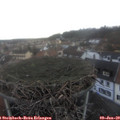 16_05-nest.jpg