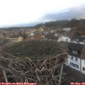 16_15-nest.jpg