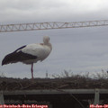 16_35-mast.jpg