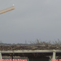 08_20-mast.jpg
