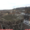 13_00-nest.jpg