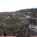 13_20-nest.jpg