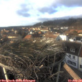 15_15-nest.jpg
