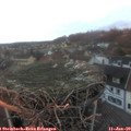 16_35-nest.jpg