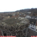 08_25-nest.jpg