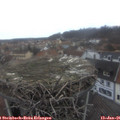 08_35-nest.jpg