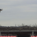 08_55-mast.jpg