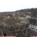 09_10-nest.jpg