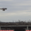 09_45-mast.jpg