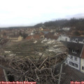 09_50-nest.jpg