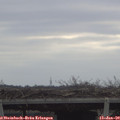 10_00-mast.jpg