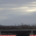 10_10-mast.jpg