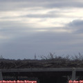 10_20-mast.jpg