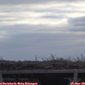 10_25-mast.jpg