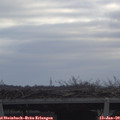 10_35-mast.jpg