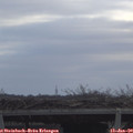 10_40-mast.jpg