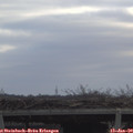 10_45-mast.jpg