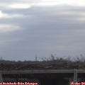 10_50-mast.jpg