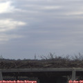 10_55-mast.jpg