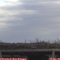 11_00-mast.jpg