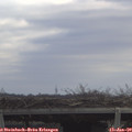 11_10-mast.jpg