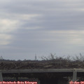 11_20-mast.jpg