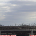 11_25-mast.jpg
