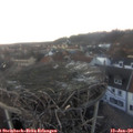 16_40-nest.jpg