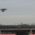 09_50-mast.jpg
