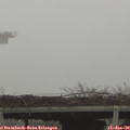 11_15-mast.jpg